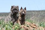 CAIRN TERRIER 251